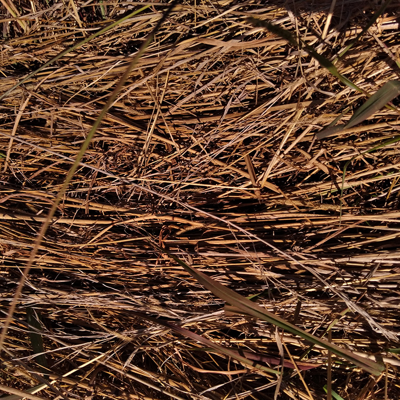 Photograph of Circular Grass Field